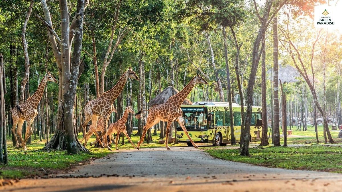Safari Cần Giờ